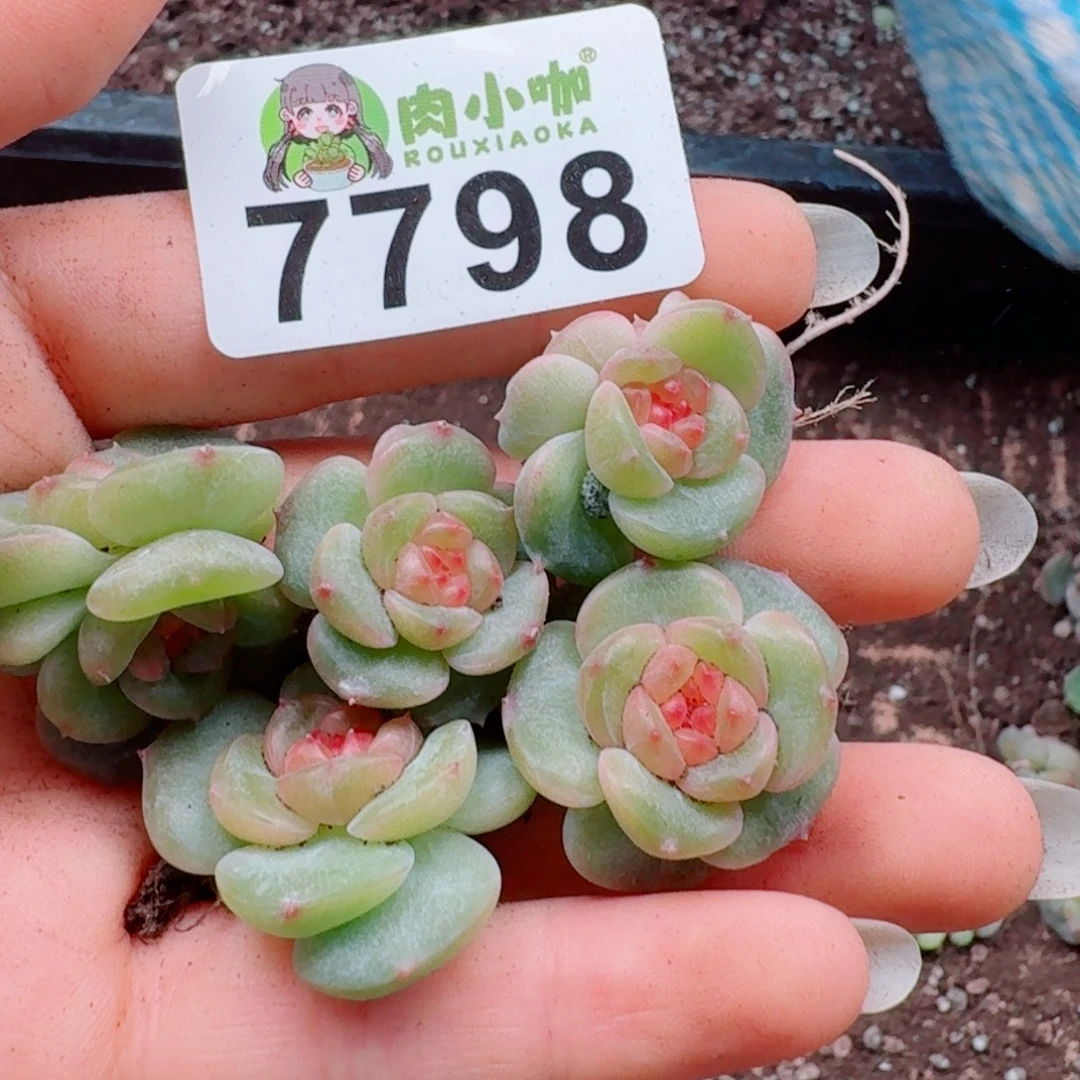 多肉植物多肉植物
