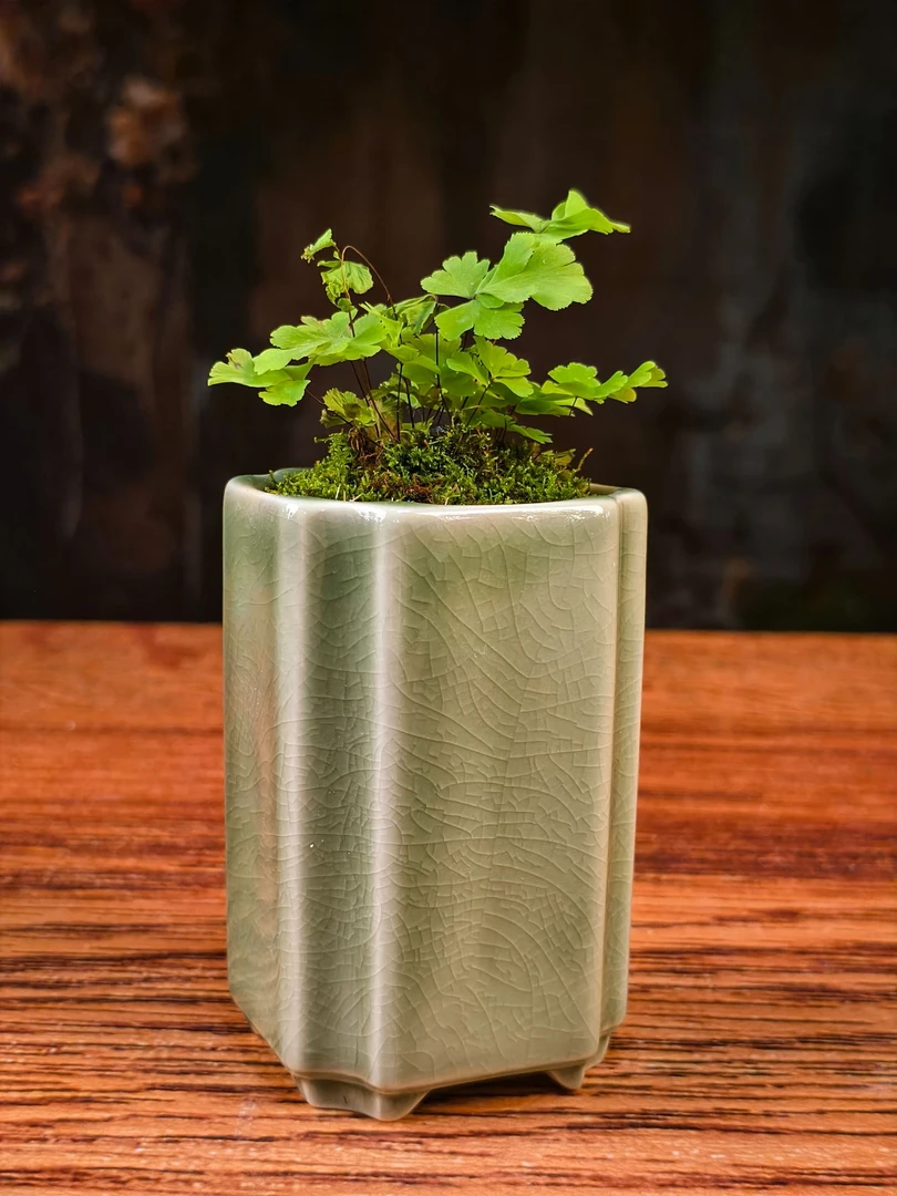 凤舞舞冰裂纹青花釉创意桌面景观（缸体10*7）办公桌书桌茶桌小摆件