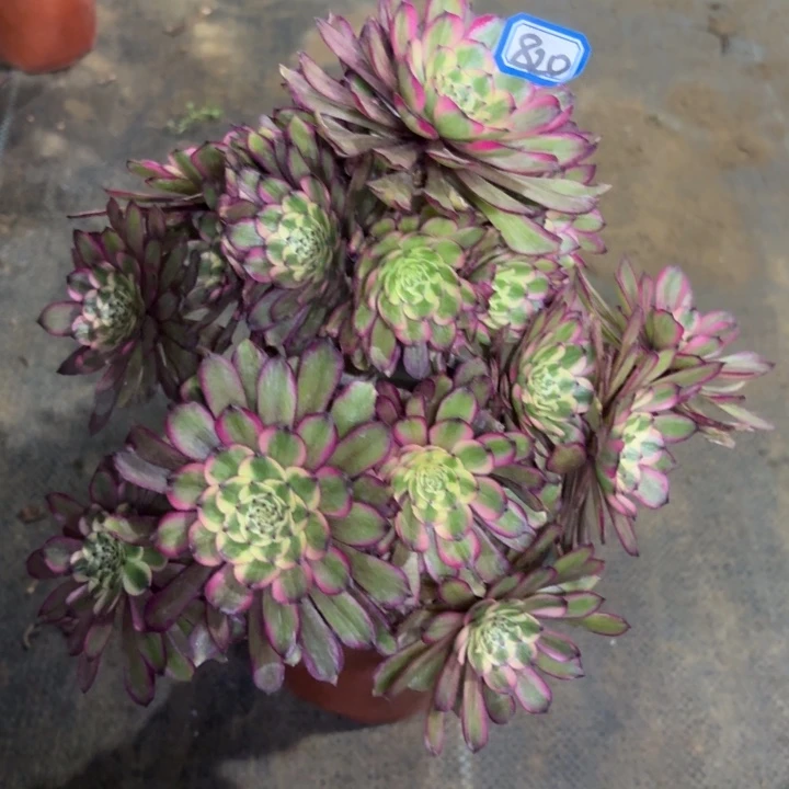 一物一拍红锦变异有断枝820