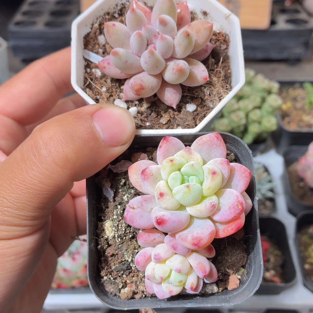 双头罗琦➕所罗门多肉9.9包邮发货