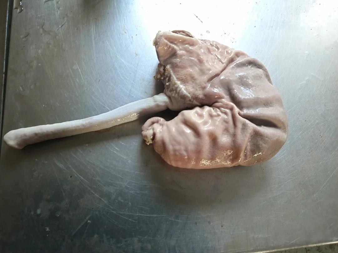 王二丫清水猪煮猪小肚超值装顺丰包邮冷冻发货坏单包赔