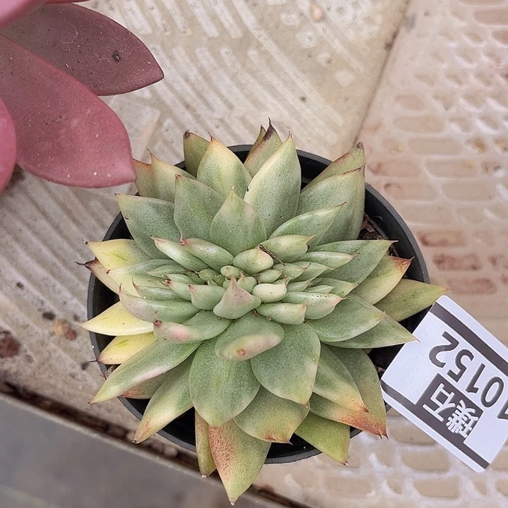 东云锦缀10152多肉植物