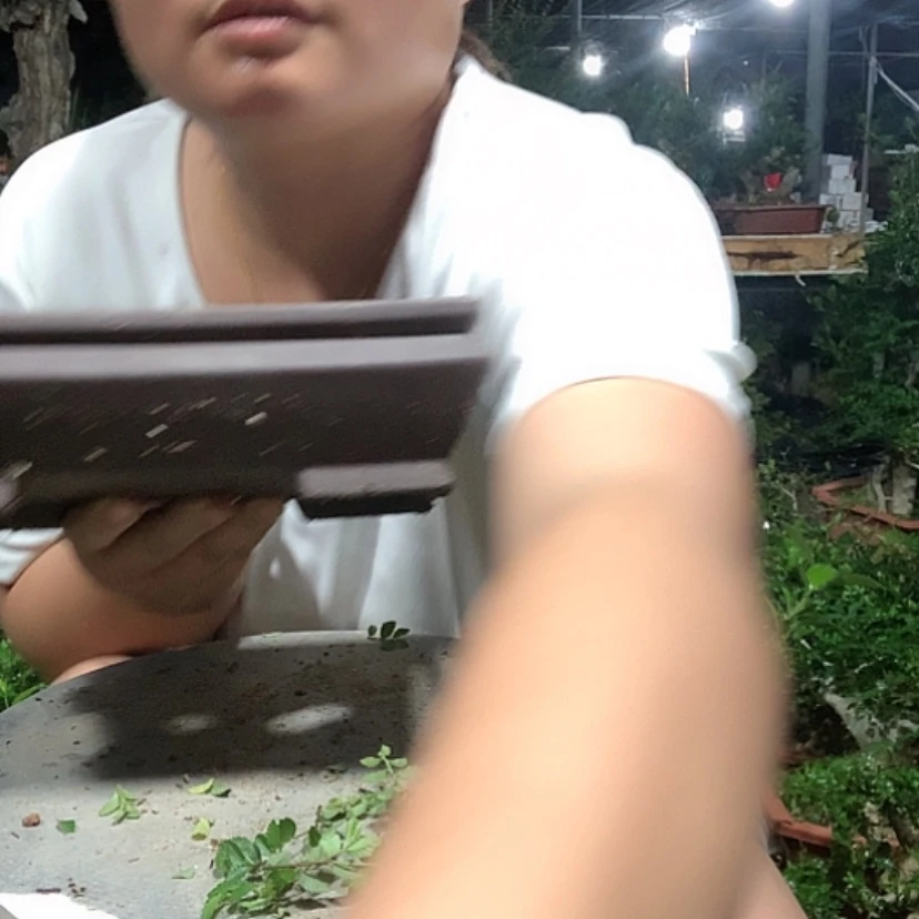 【闪购商品】塑料盆榆树