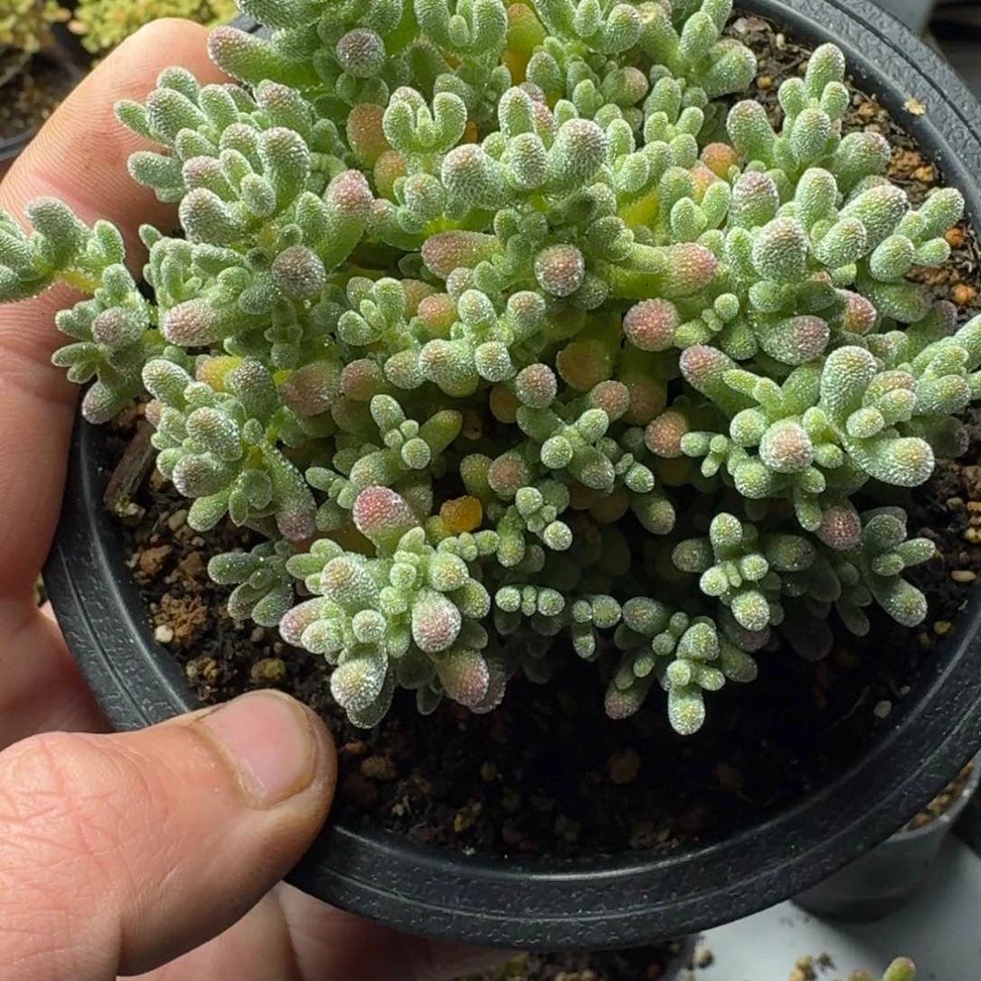 冰晶 多肉植物枝干