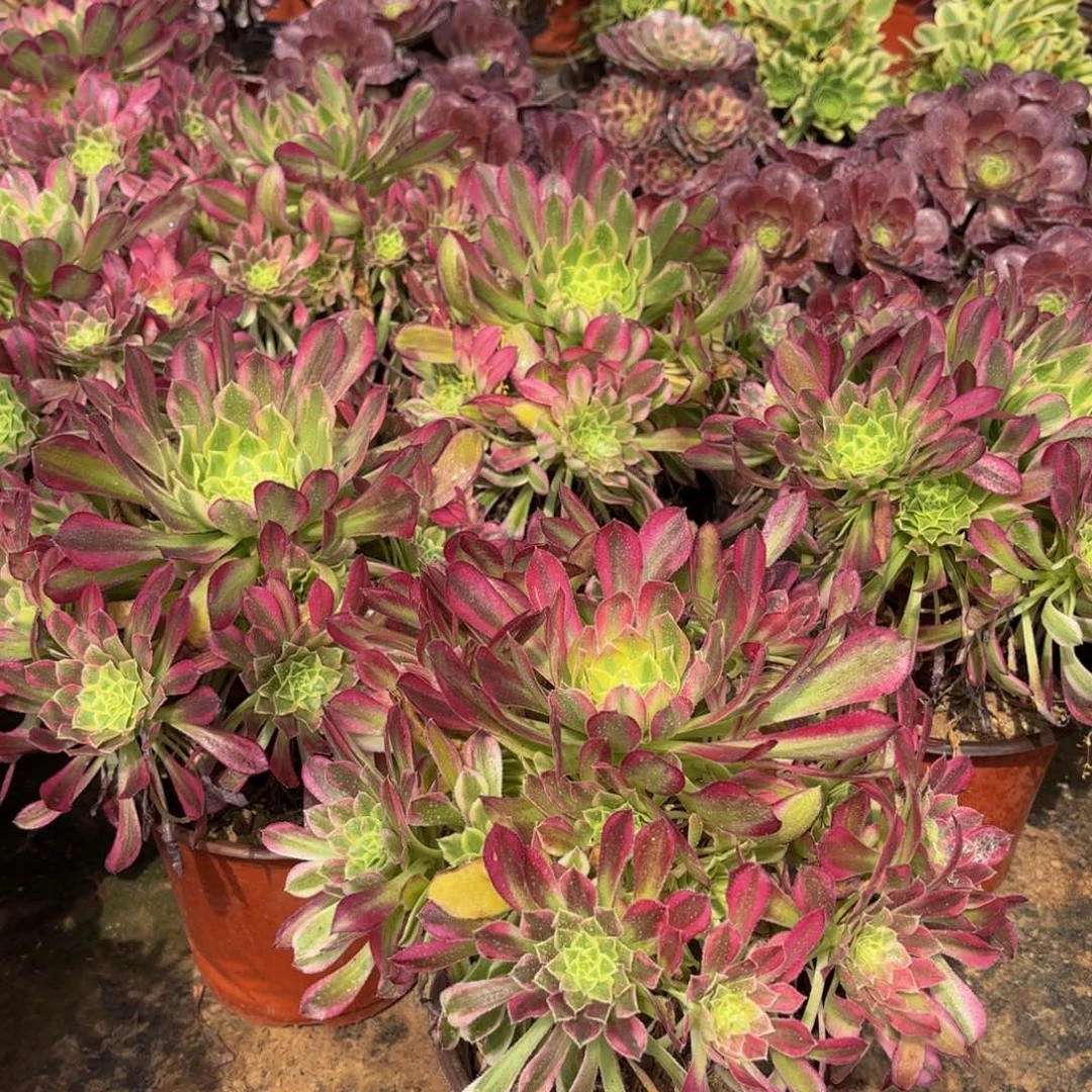 天合9.9法师多肉嫩