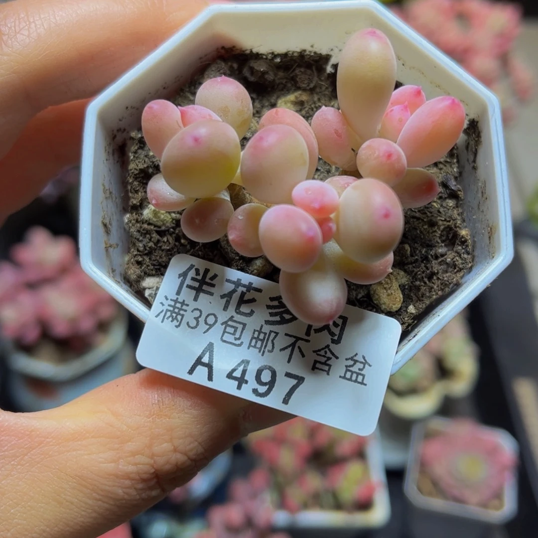 497二代苹果奶5厘米多肉