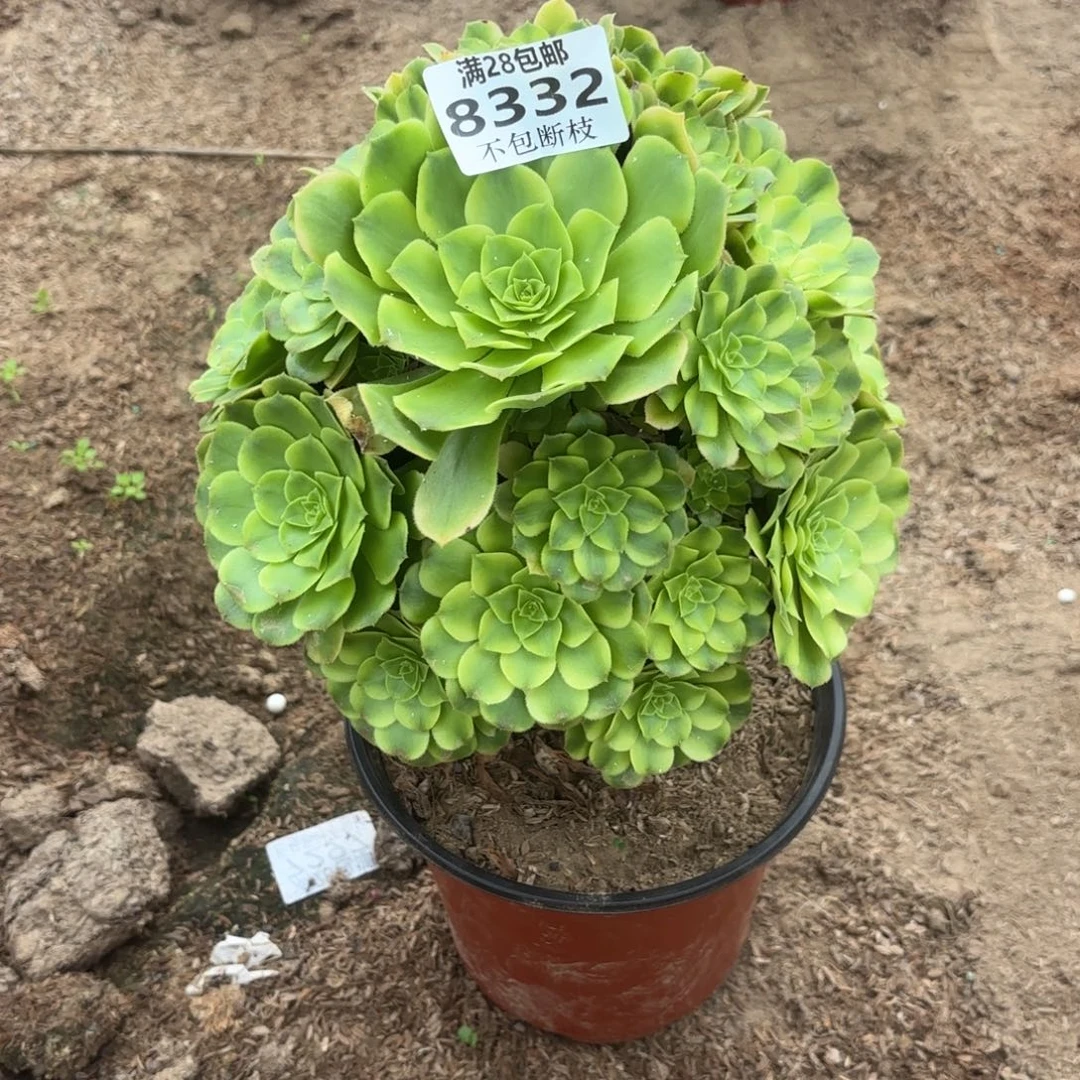 N. 8332辛尼雅多肉。baen