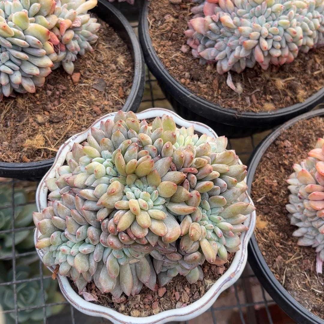 菠***蜜6999999999999999