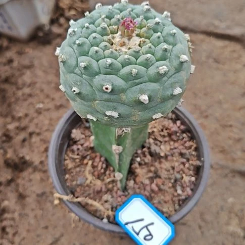 三角苗接鱼特！！！！150