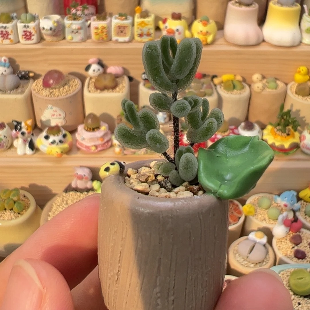 多肉植物128号枝干