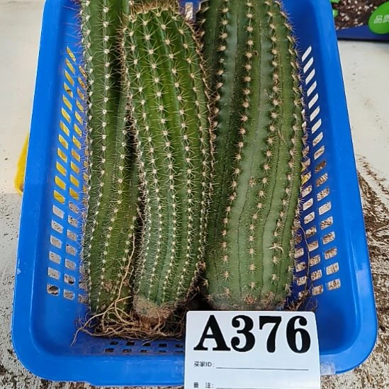当前无花栽培后可以开花376