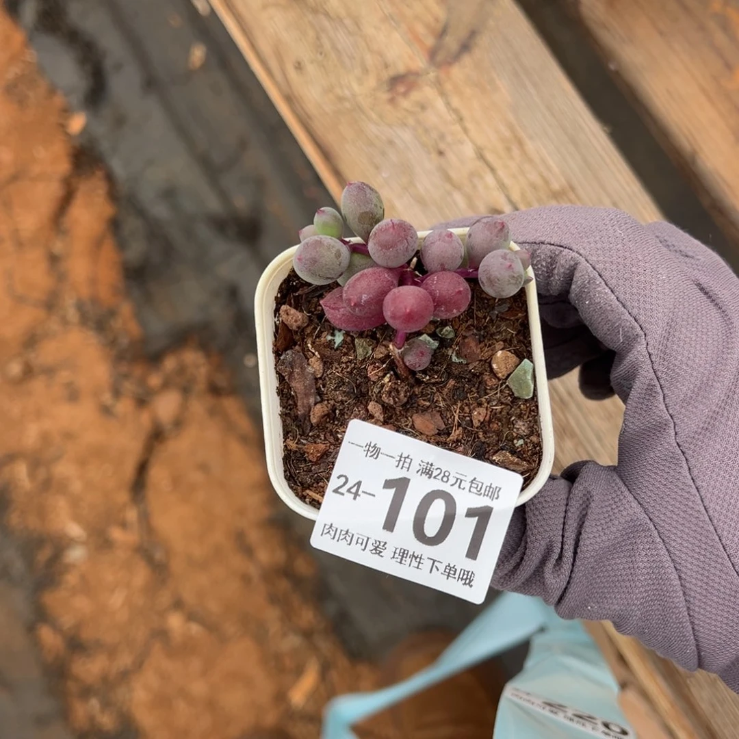 紫泡泡多肉多肉多肉多肉