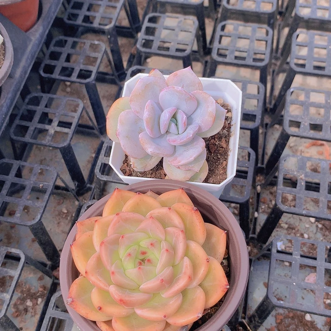 单头香槟奶茶34577899999