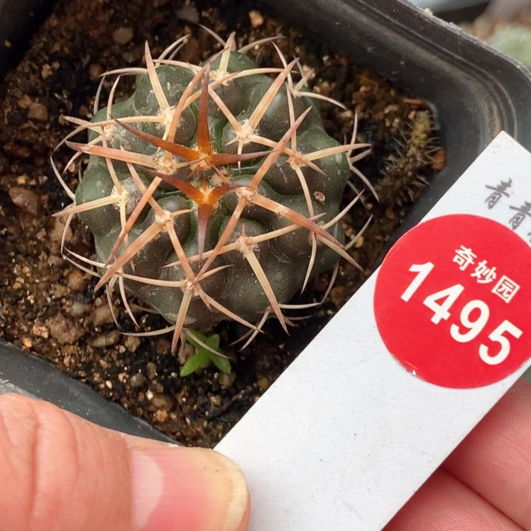 实生狂刺印加圆盘玉杂交3.6cm