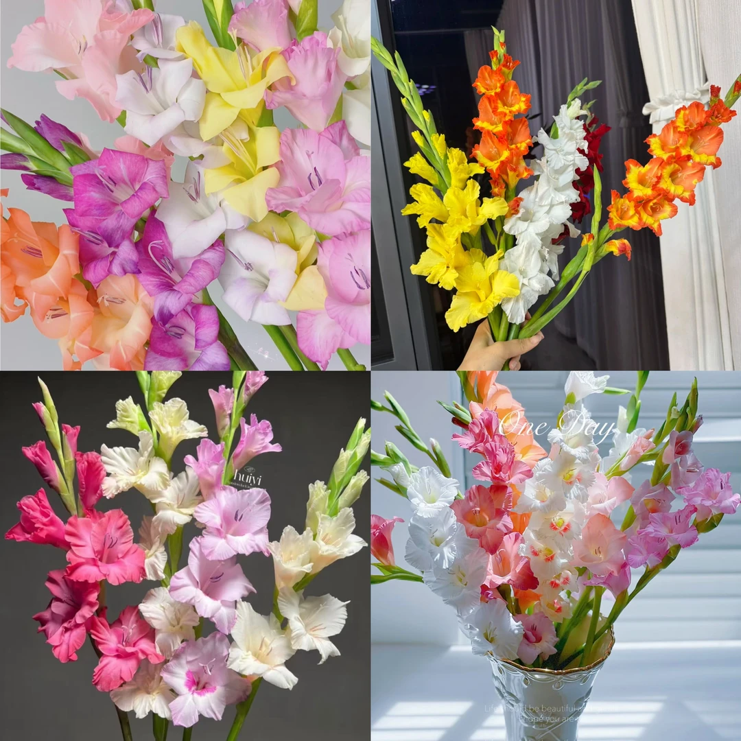 【混色剑兰】云南优选鲜切花昆明基地直发家用插花节日