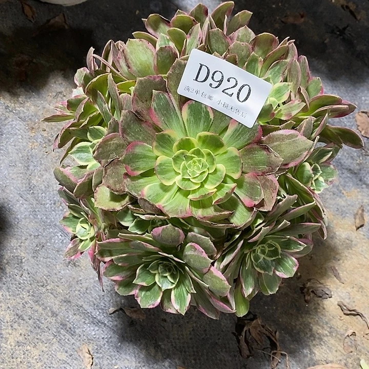 920仙桃多肉植物法师