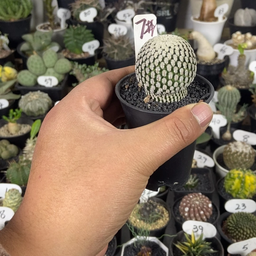 白蝎子一个一物一拍