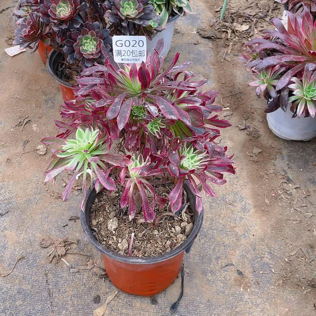 20仙墨多肉小损不包