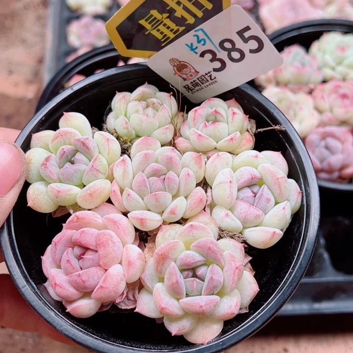 多肉植物多肉植物