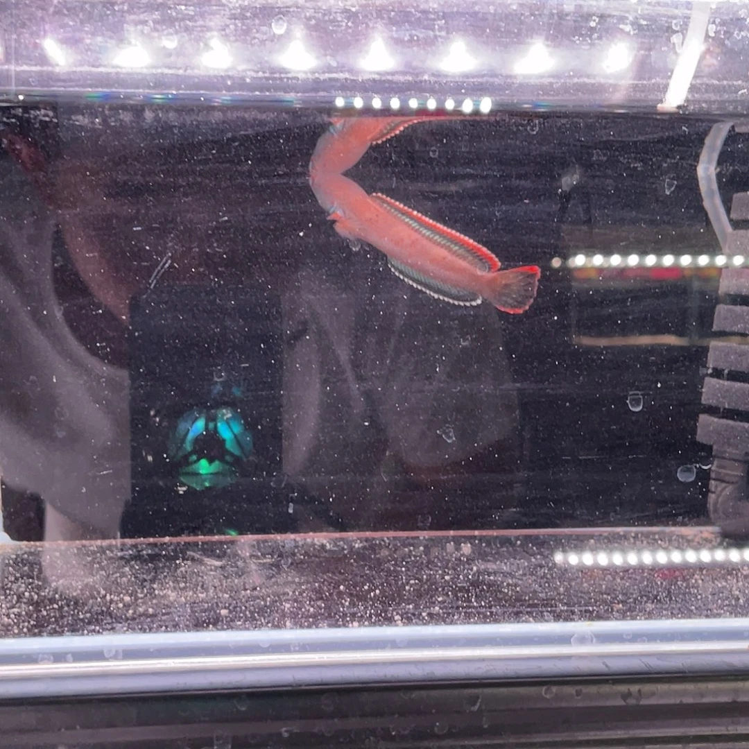 虾***眼雷龙大红边好品相福利价