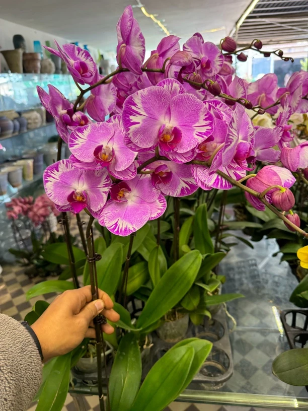 林志玲蝴蝶兰盆栽  任意两颗包邮