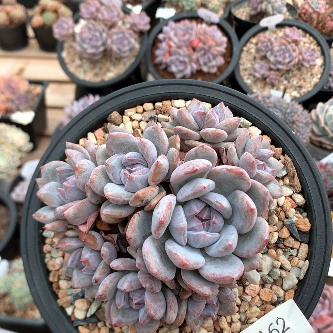 11.5厘米八头石榴籽 有砍 5162