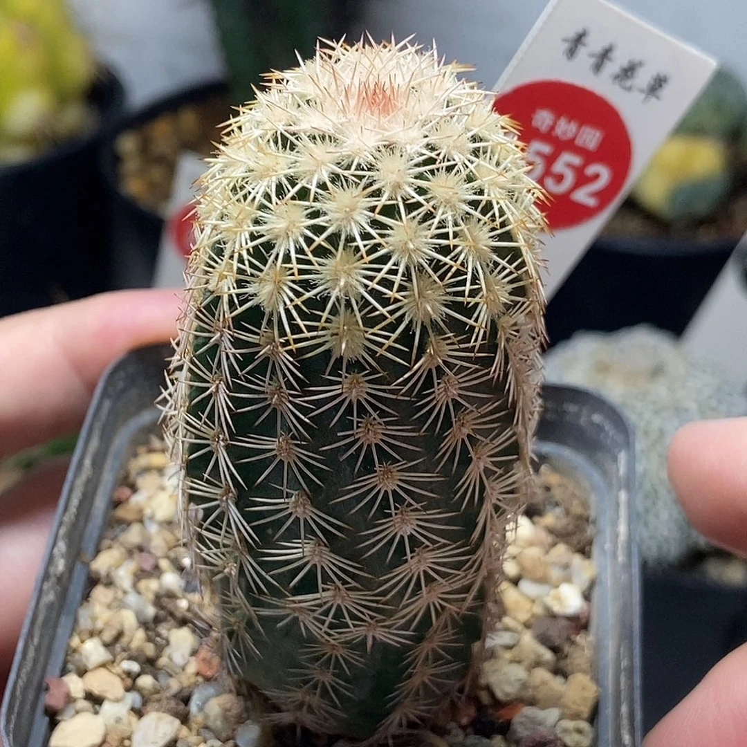 实生皇冠虾3.6cm一棵仙人球