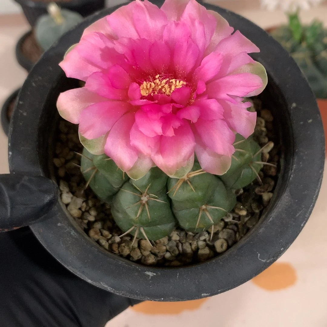 完全开放敏*仙人球实生海王