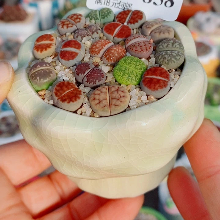 生石花花花花花花花花858