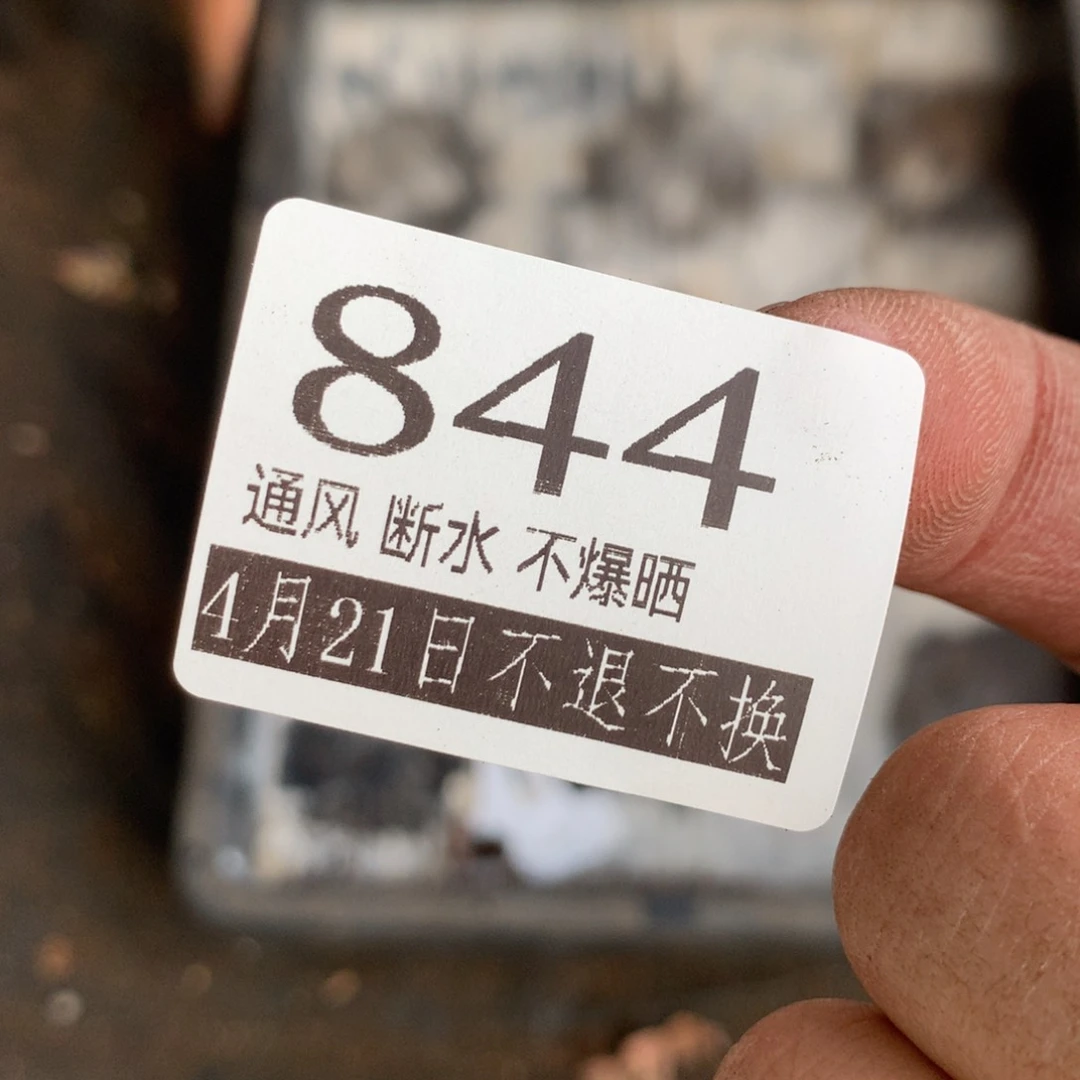 满20包邮山地玫瑰844