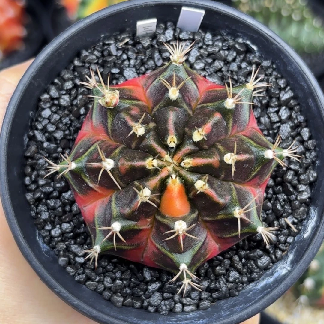 泰国米哈R43-0620奥特曼6cm