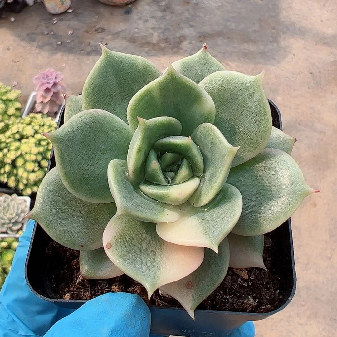 贝加尔湖锦，少锦