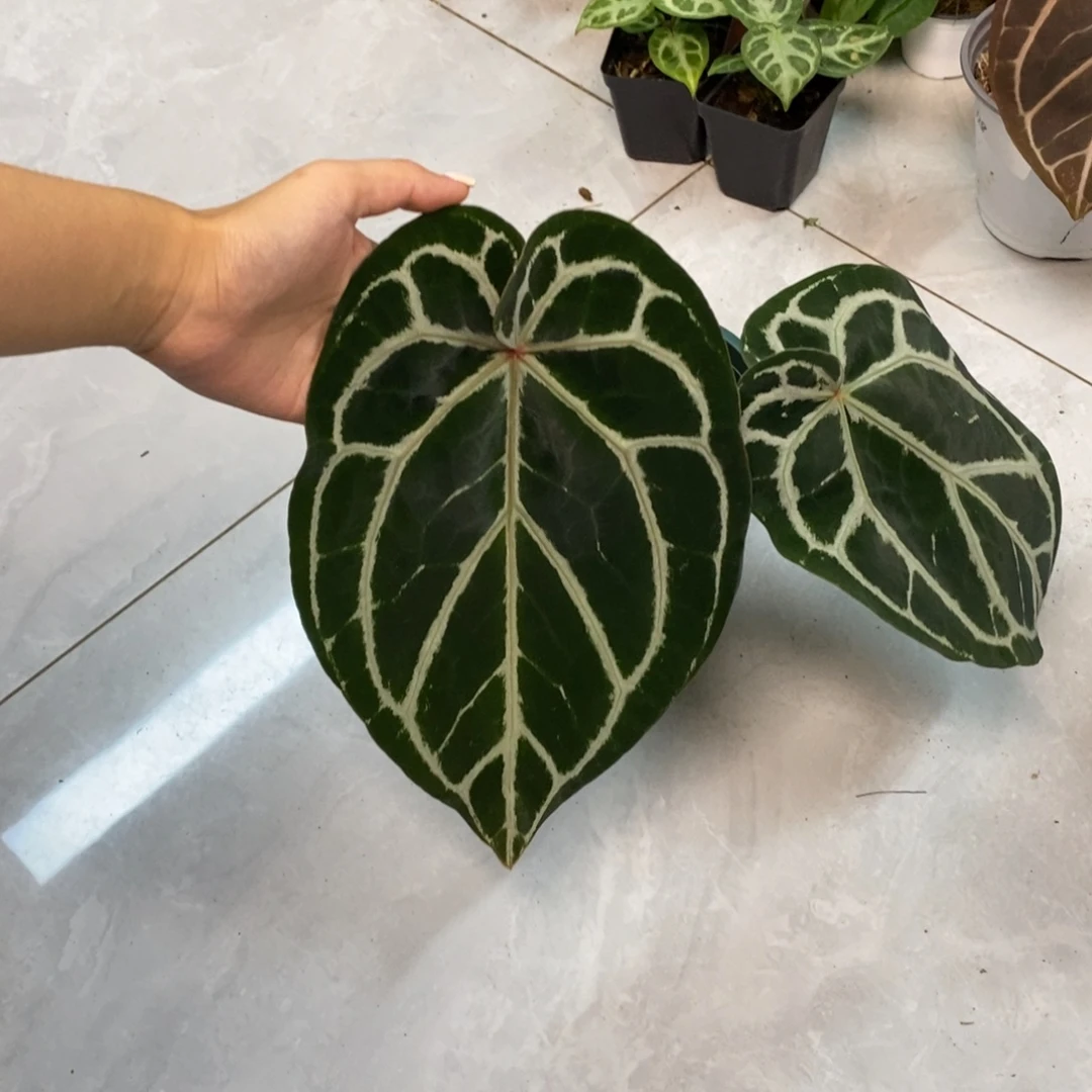 不开花植物红水晶杂巴拿马