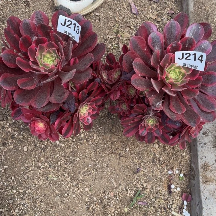 *️瑞妈多肉植物213.214