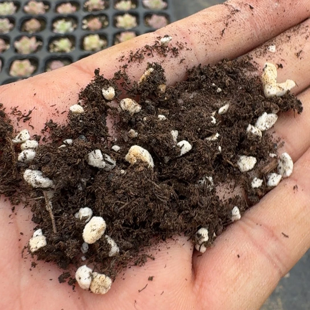 带珍珠盐泥潭10l量拍