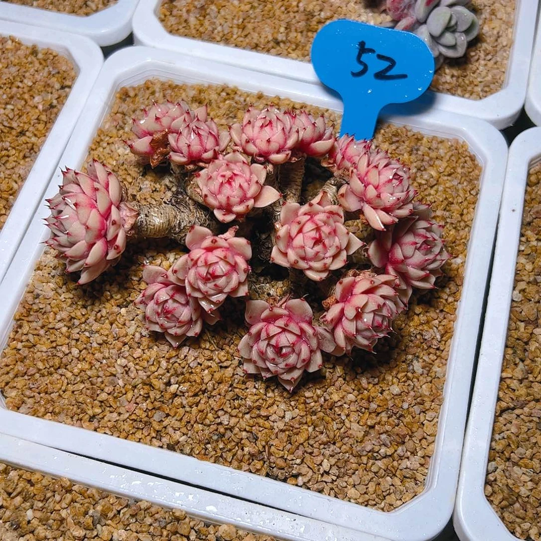 赠****深本吧52号一物一拍