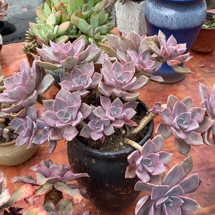 初恋老桩无砍多肉整