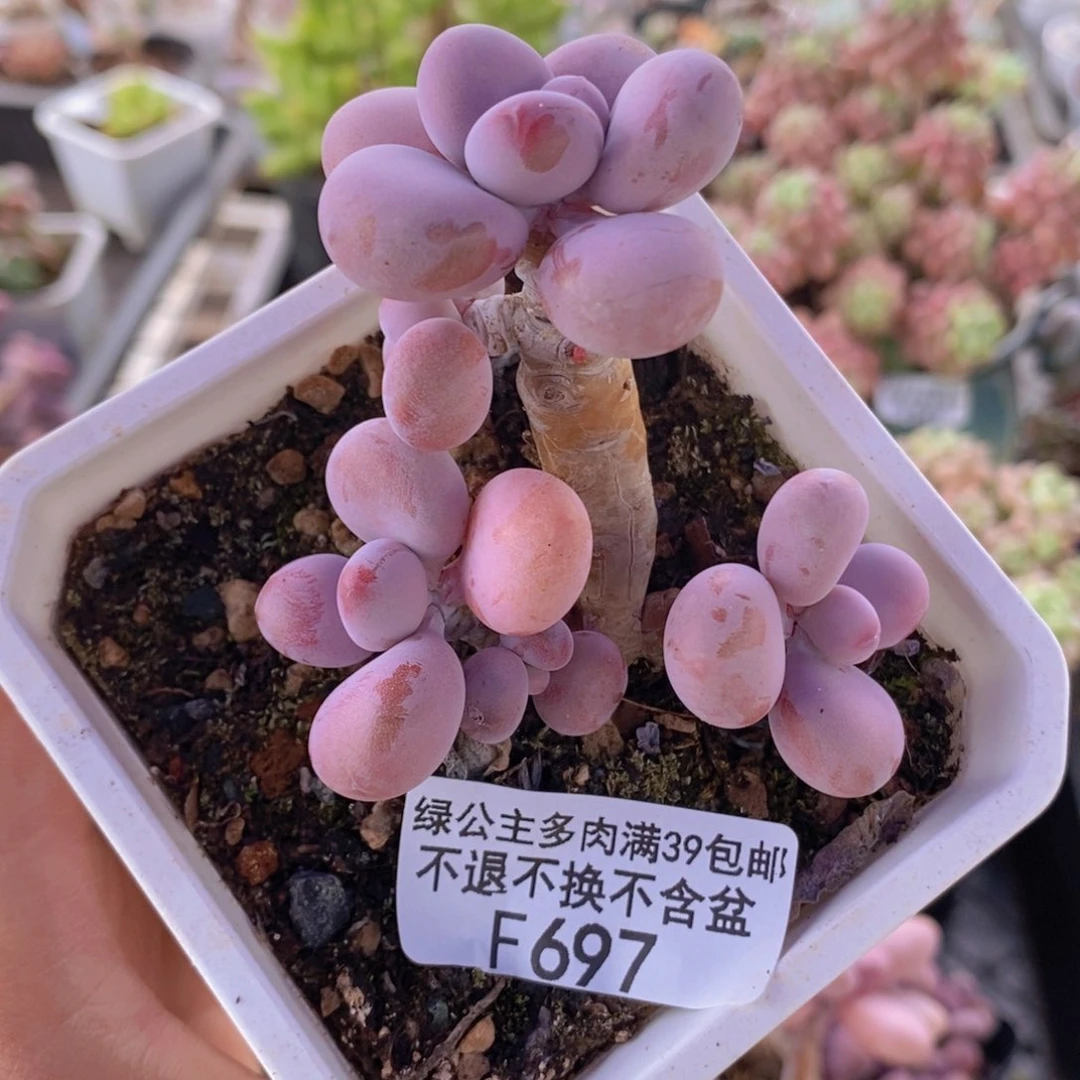 腰子桃蛋6cm697多肉植物