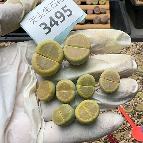 K***y3495，黄巴黎脱土发货