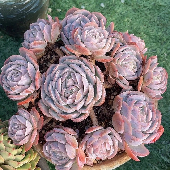 西娜0995多肉植物