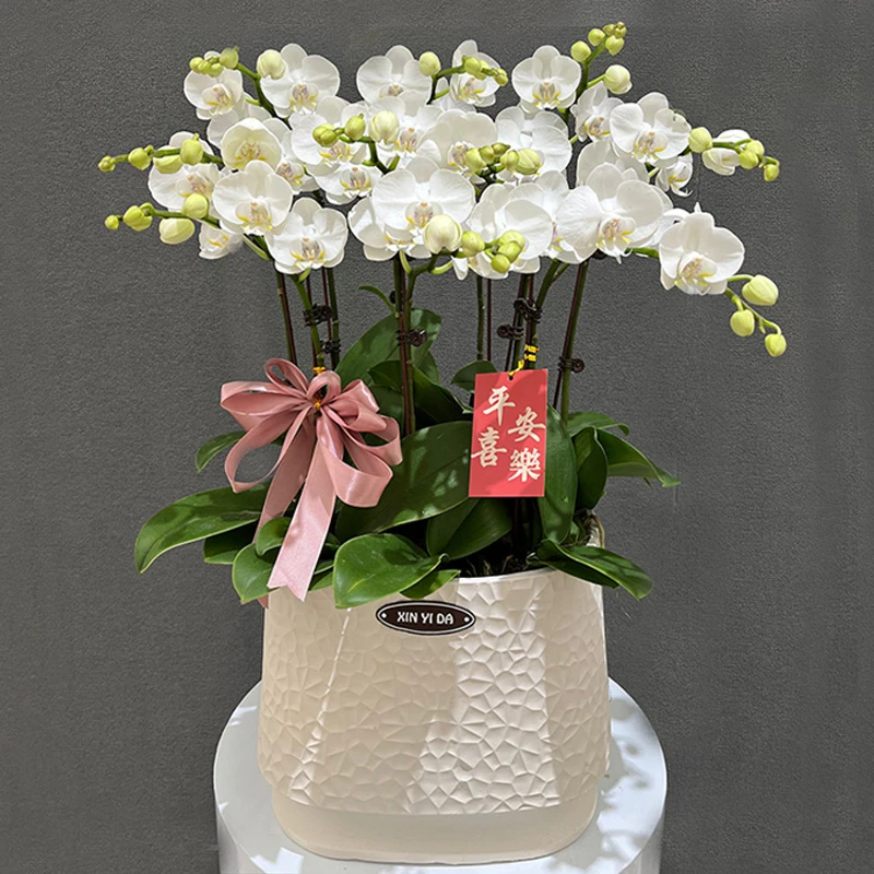 蝴蝶兰【阿玛】带花带盆组好发货 庭院 婚礼 客厅 茶几 别墅