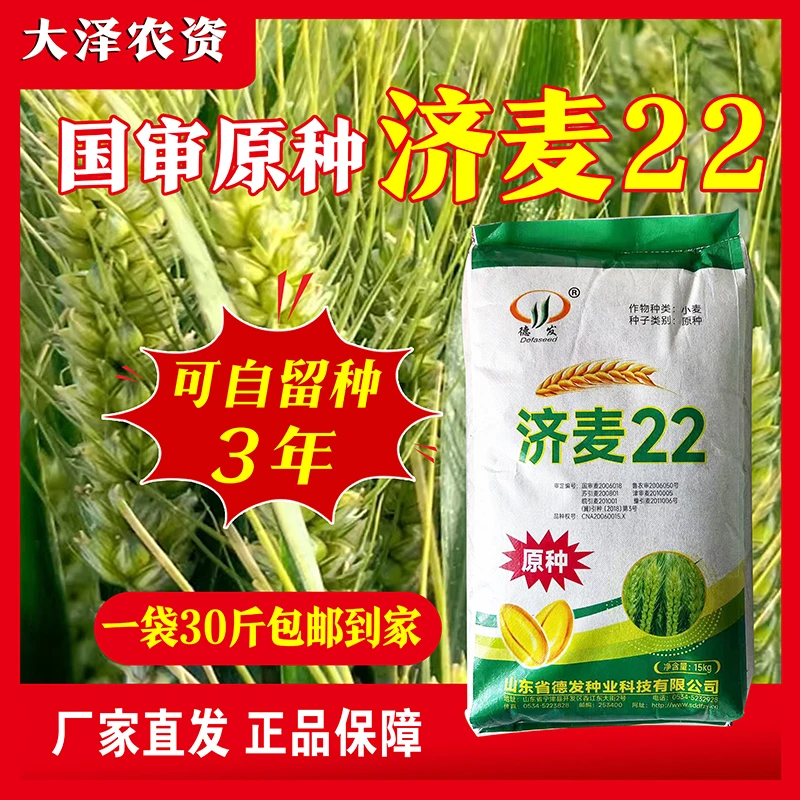 国审济麦22纯度高一袋30斤稳产高产小麦种子抗倒伏分蘖强
