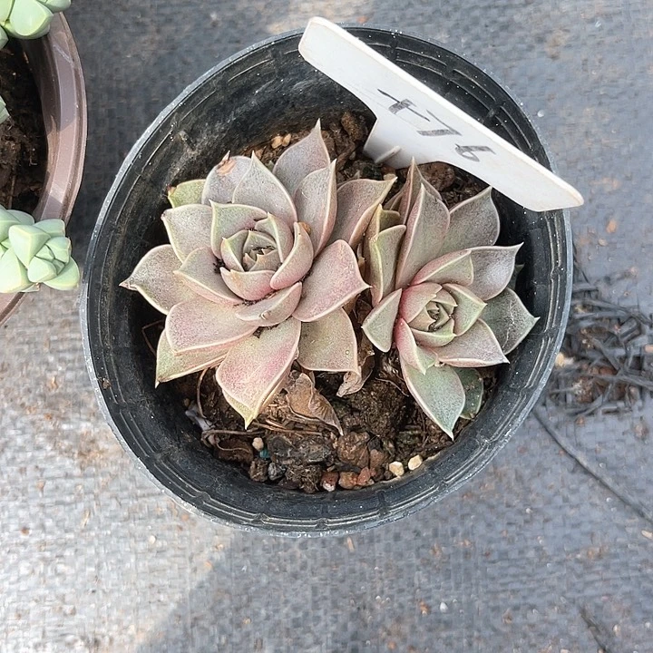 晨语多肉，一物一拍76