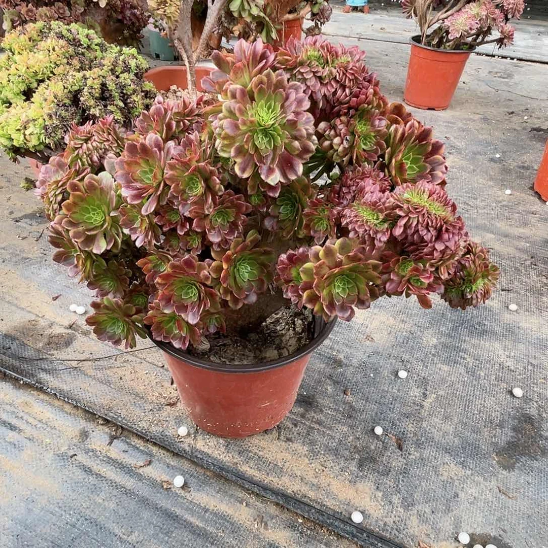 【闪购商品】全部花朵嘉年华