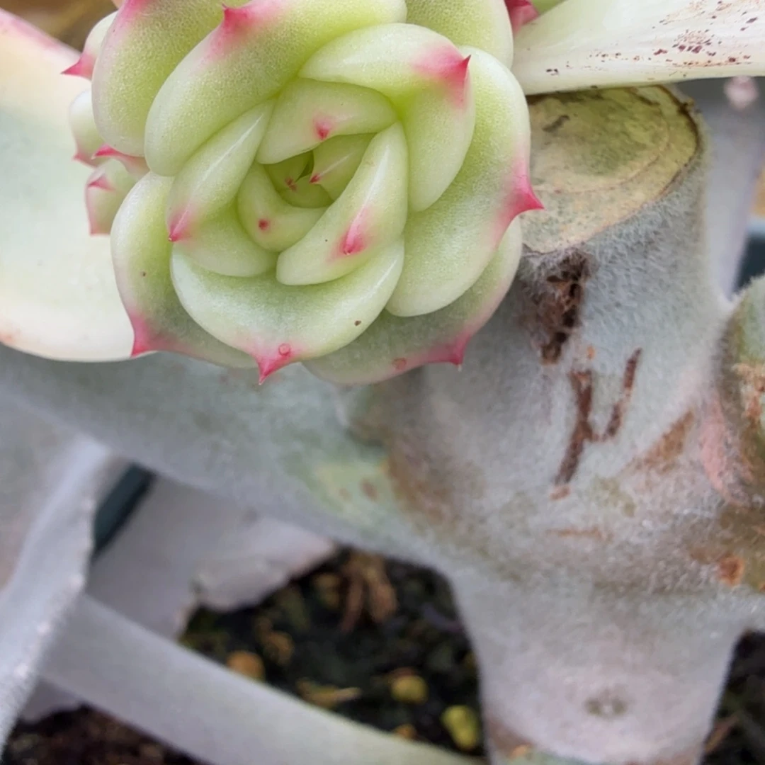 ****蓝龙锦，多肉锦多肉