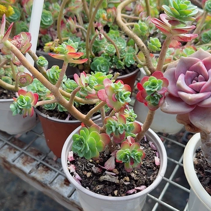 圆叶薄化妆多肉植物