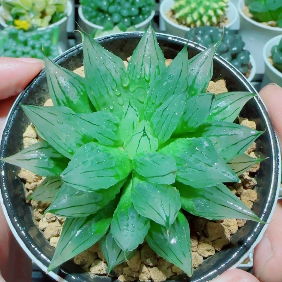 冰钻玉露多肉植物