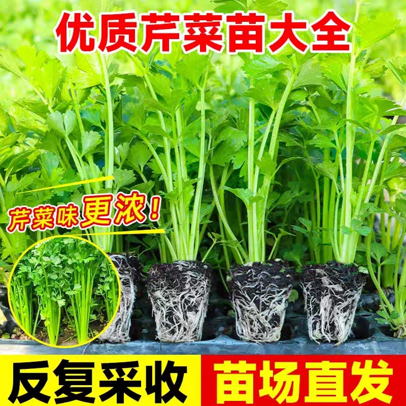 三匹狼农场芹菜苗四季香芹秧苗水果西芹南北方种植阳台盆栽地栽苗