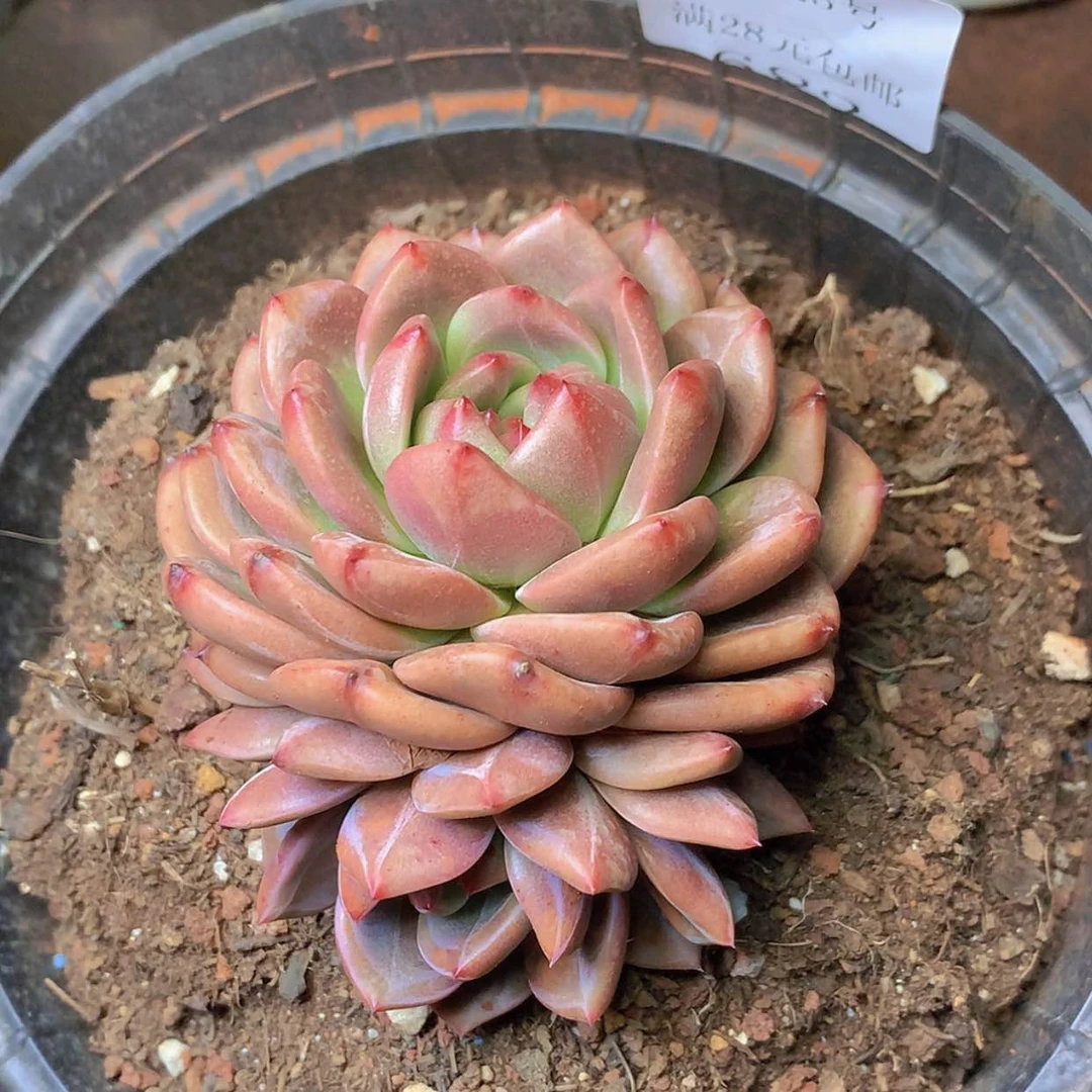 【闪购商品】云682号山茶花11厘米