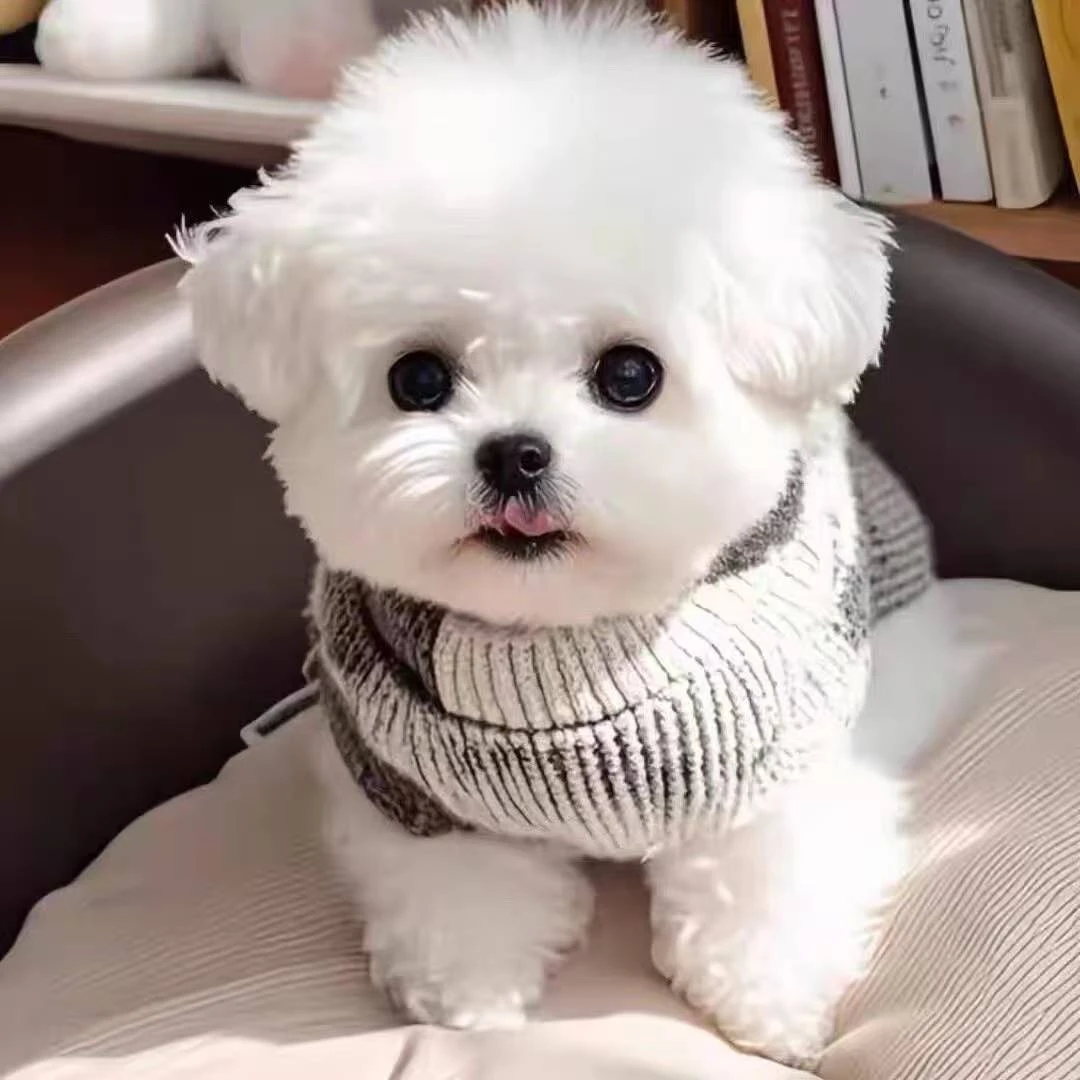 柚子比熊博美 全国发货 DD3广东省